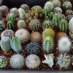 Разнообразие кактусов