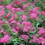 Japanese spirea. Photo and description of the shrub, planting, care, reproduction 